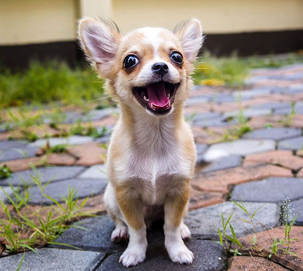 foto de un perrito