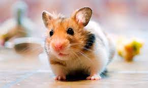 foto de un hamster