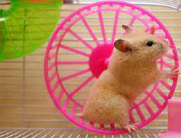 foto de un hamster