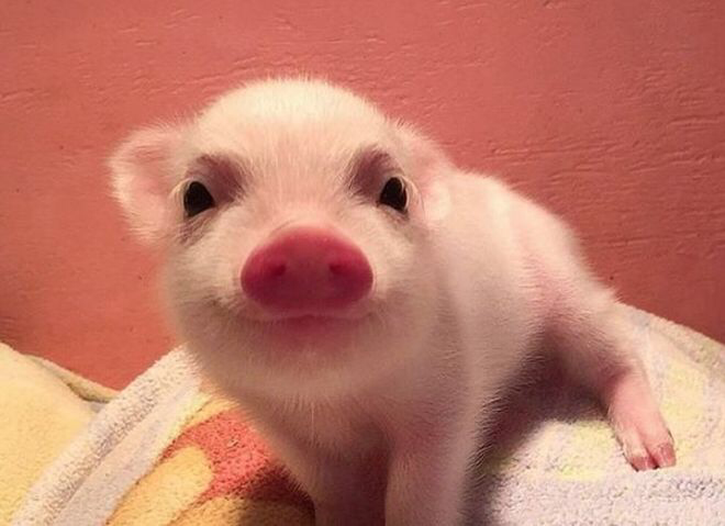 foto de un hamster